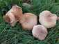 Márványos pereszke (Lepista panaeolus), Budai-hegység